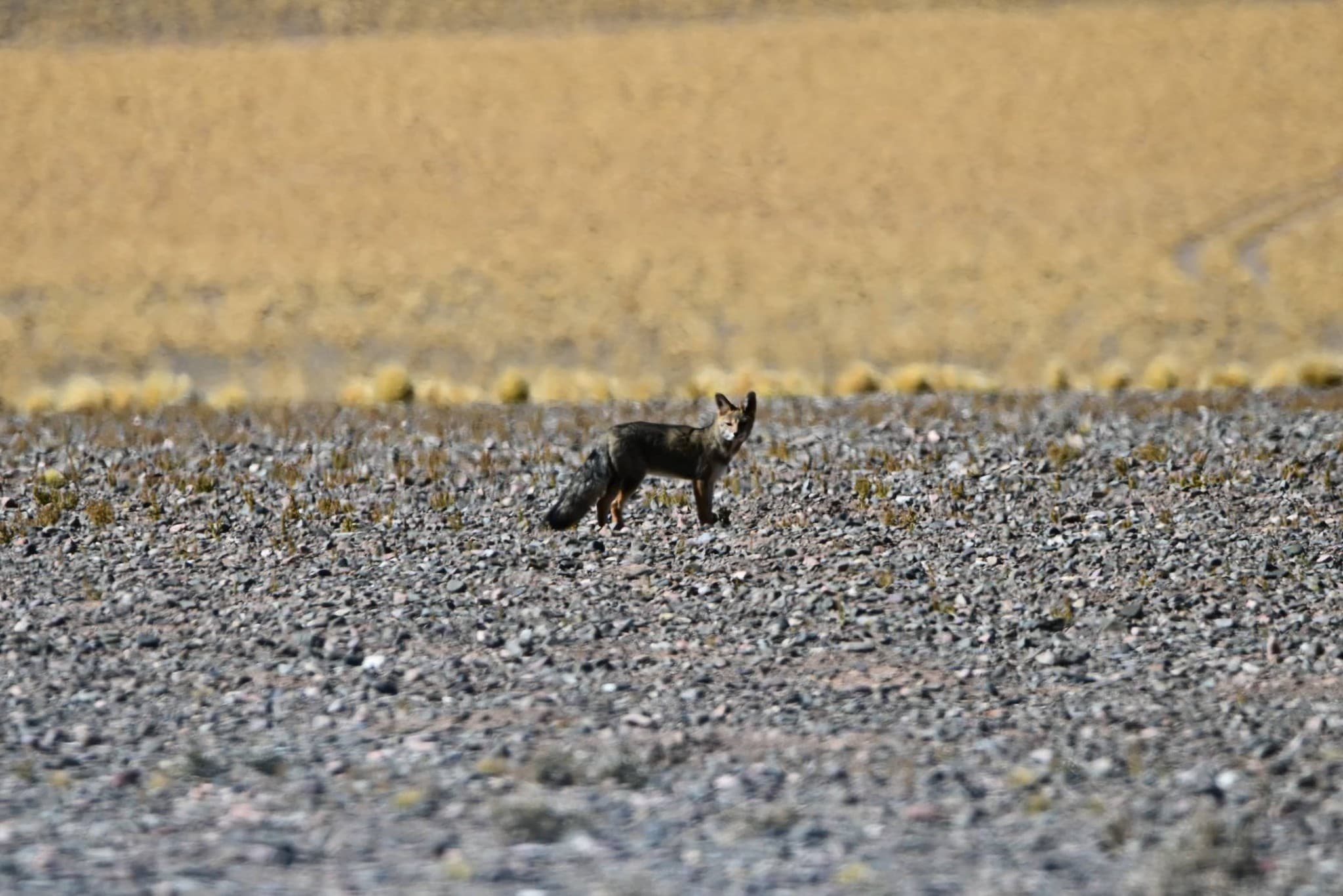 Fauna y naturaleza en el Parque Nacional San Guillermo